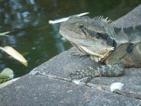 L'iguane
